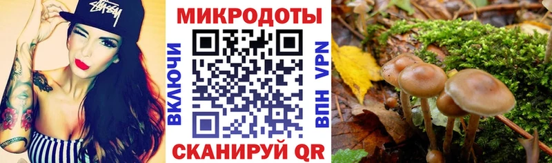 Галлюциногенные грибы Psilocybine cubensis  Купить где  Суджа 